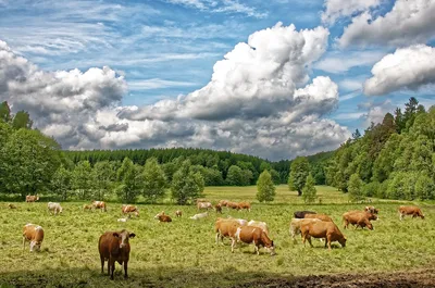 Ужесточение экополитики может привести к сокращению стада коров в ЕС •  APK-news.ru