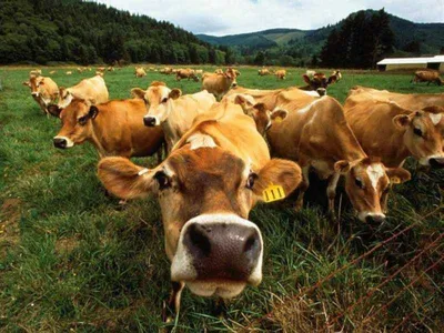 В Британии женщину затоптало стадо коров | Радио 1