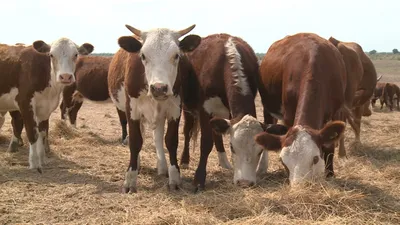 Стадо коров, пасущихся на траве · Бесплатные стоковые фото