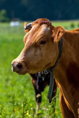 В России создадут стада коров с гипоаллергенным молоком