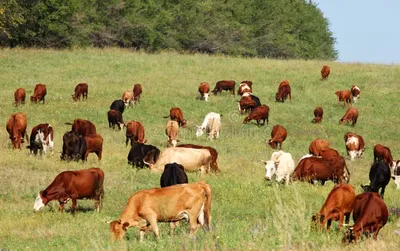 Стадо коров с оранжевыми бирками в ушах | Премиум Фото