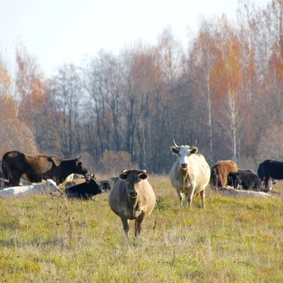 Стадо коров на выгоне красных Стоковое Изображение - изображение  насчитывающей страна, коровы: 167172559