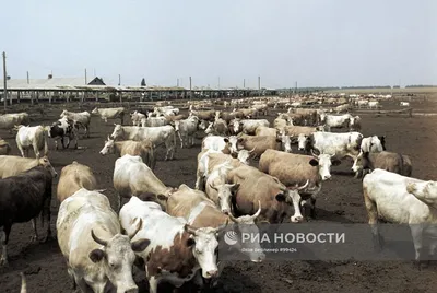 Саратовец заметил стадо коров, питающихся отходами на городской свалке в  Новобурасском районе — ИА «Версия-Саратов»