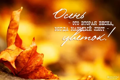 Красивые статусы про осень | Осень, Красивые цитаты, Цитаты об осени