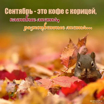 Статусы про осень смешные - 📝 Афоризмо.ru