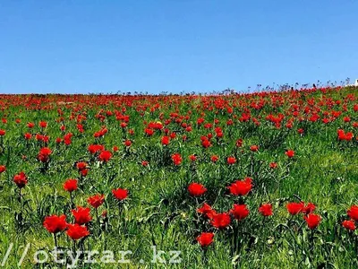 Природа в степи Казахстана весной Стоковое Фото - изображение насчитывающей  казахстан, степь: 94413734