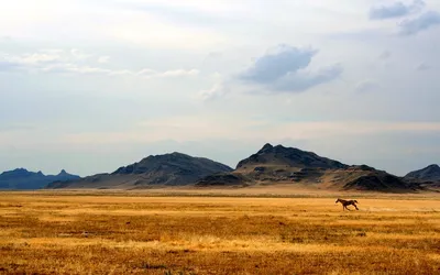Бескрайние степи Казахстана | Пикабу