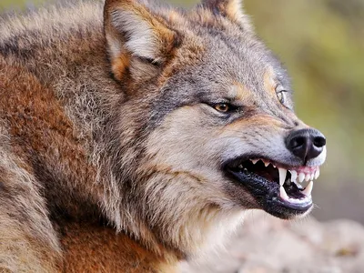 Сфоткай типа я злой и страшный серый волк | Пикабу