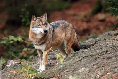 Страшный Волк — стоковые фотографии и другие картинки Волк - Волк,  Вервольф, Трёхразмерный - iStock