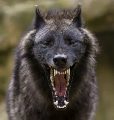 Самый страшный волк, , Кирилл Валентинович Чупров – скачать книгу бесплатно  fb2, epub, pdf на ЛитРес