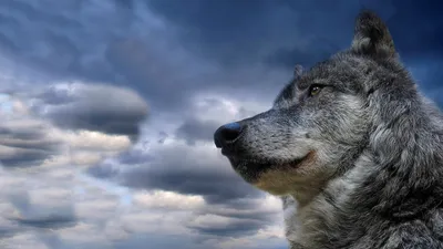 Почему волк нападает на человека, сколько волков обитает в Ярославской  области, мемы с волками - 7 февраля 2024 - 76.ру