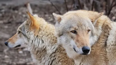 Волки в Германии распространяются с рекордной скоростью