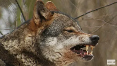 страшный волк с серьезным выражением Иллюстрация вектора - иллюстрации  насчитывающей зажим, характер: 226061077