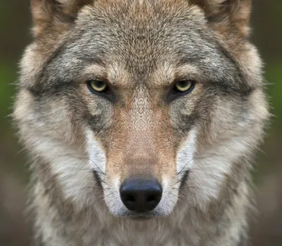 Футболка The Mountain Terror Wolf (Страшный Волк) - в интернет магазине  Красивые футболки