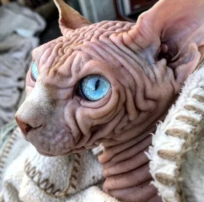 Kawaii страшный кот дьявола аниме экшн-фигурка из ПВХ игрушка милая  Волшебная кошка куклы стол автомобиля декор комнаты искусственный подарок  для мальчиков | AliExpress