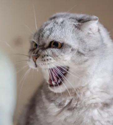 Ксердан - самый страшный кот в мире » Pressa.tv