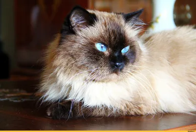 Забавный Страшный Мокрый Черный Кот С Большими Глазами — стоковые  фотографии и другие картинки Домашняя кошка - iStock