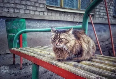 Страшный мультяшный кот - 64 фото