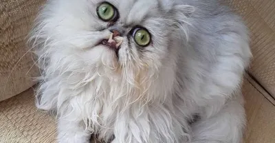 Самый страшный кот в мире поразил пользователей Интернета