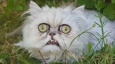 Страшный кот, ставший мемом: кто он и где живет сейчас - Рамблер/кино