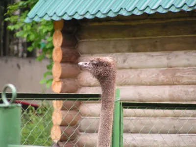 Портрет страуса эму | Пикабу