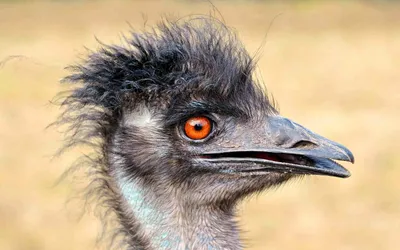 Проигнорировали правила»: выяснились подробности гибели страуса на зооферме  в Подмосковье