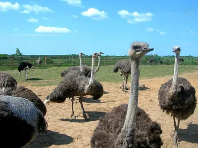 Крупным планом фото страуса · Бесплатные стоковые фото