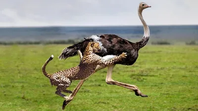 Ученые выяснили, почему страусы и киви больше не летают - 07.04.2019,  Sputnik Таджикистан