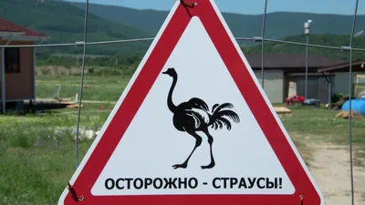 Ферма «Русский страус» | Путеводитель Подмосковья