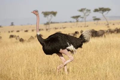Африка под боком: зачем в Подмосковье разводят страусов