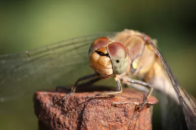 Стрекоза плоская (Libellula depressa) - Picture Insect