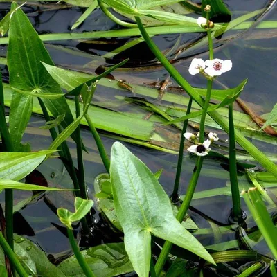 Стрелолист обыкновенный - Sagittaria sagittifolia Сет 50 шт
