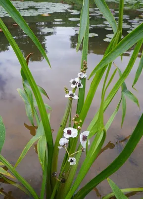 Стрелолист обыкновенный - Sagittaria sagittifolia Сет 50 шт