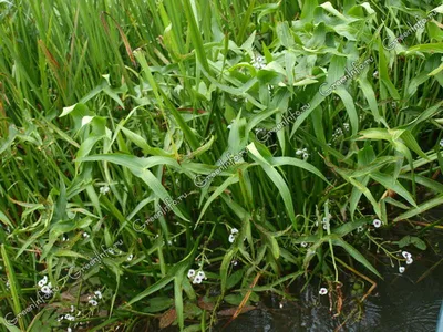Стрелолист - Мелководные растения - Растения прибрежной зоны - Растения для  водоемов - GreenInfo.ru