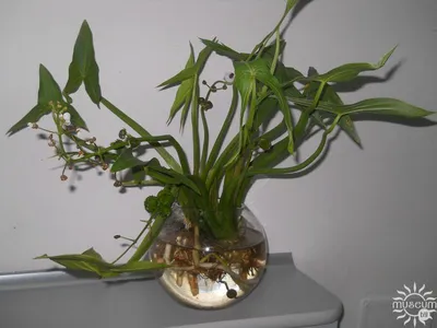 Стрелолист обыкновенный (лат. Sagittaria sagittifolia) |  Природно-экологический музей