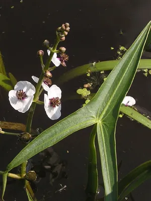 Стрелолист обыкновенный (Sagittaria sagittifolia L.)