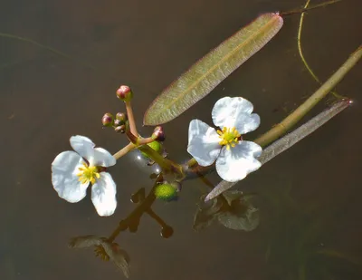 Стрелолист карликовый (Sagittaria spec) | содержание, размножение