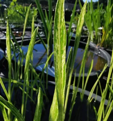 Sagittaria subulata. Стрелолист шиловидный / Sagittaria natans.