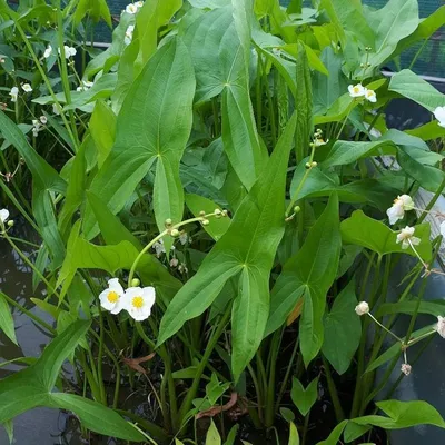 Стрелолист обыкновенный / Sagittaria sagittifolia (ID#1137794962), цена: 60  ₴, купить на Prom.ua