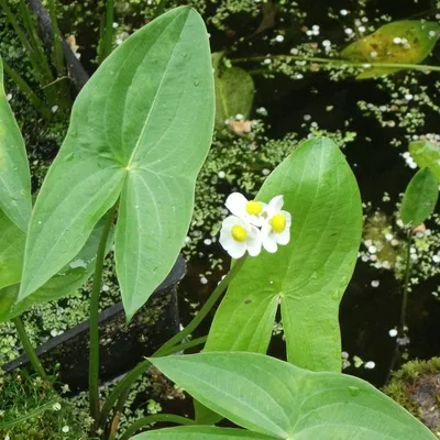 Стрелолист широколистный/Sagittaria lancifolia #Sagittarialancifolia |  Водные растения, Растения
