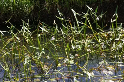 Стрелолист широколистный (Sagittaria latifolia)