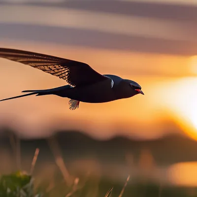 Великолепные фотографии птиц на сайте Стриж | Стриж Фото №17705 скачать