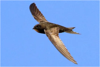 Капский стриж [группа barbatus] - eBird