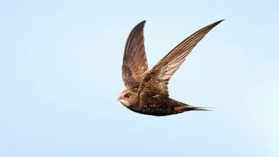 Малый стриж (bannermani) - eBird