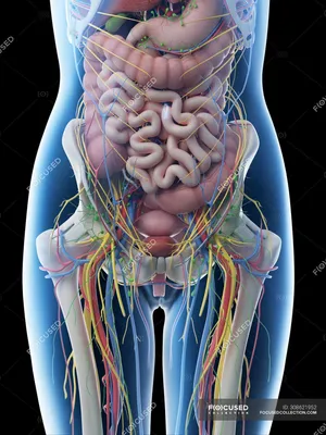 Анатомия человека: Нижний этаж брюшной полости.