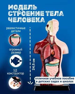 Мужская Анатомия Органов Брюшной Полости Иллюстрации На Белый — стоковые  фотографии и другие картинки Желудок - iStock