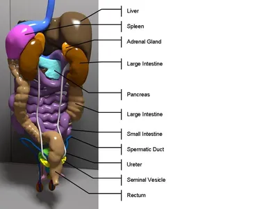 Топография органов брюшной полости - YouTube