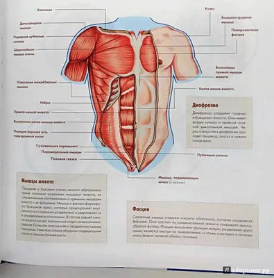 Брюшная полость - Анатомия человека | Физиология человека