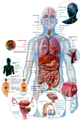 Органы брюшной полости: анатомия и функции» — создано в Шедевруме