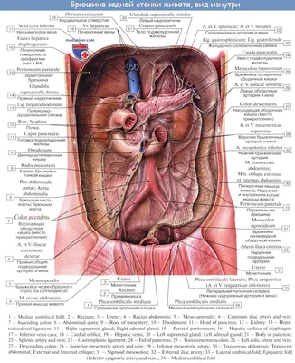 Брюшная полость и таз : нормальная анатомия | e-Anatomy